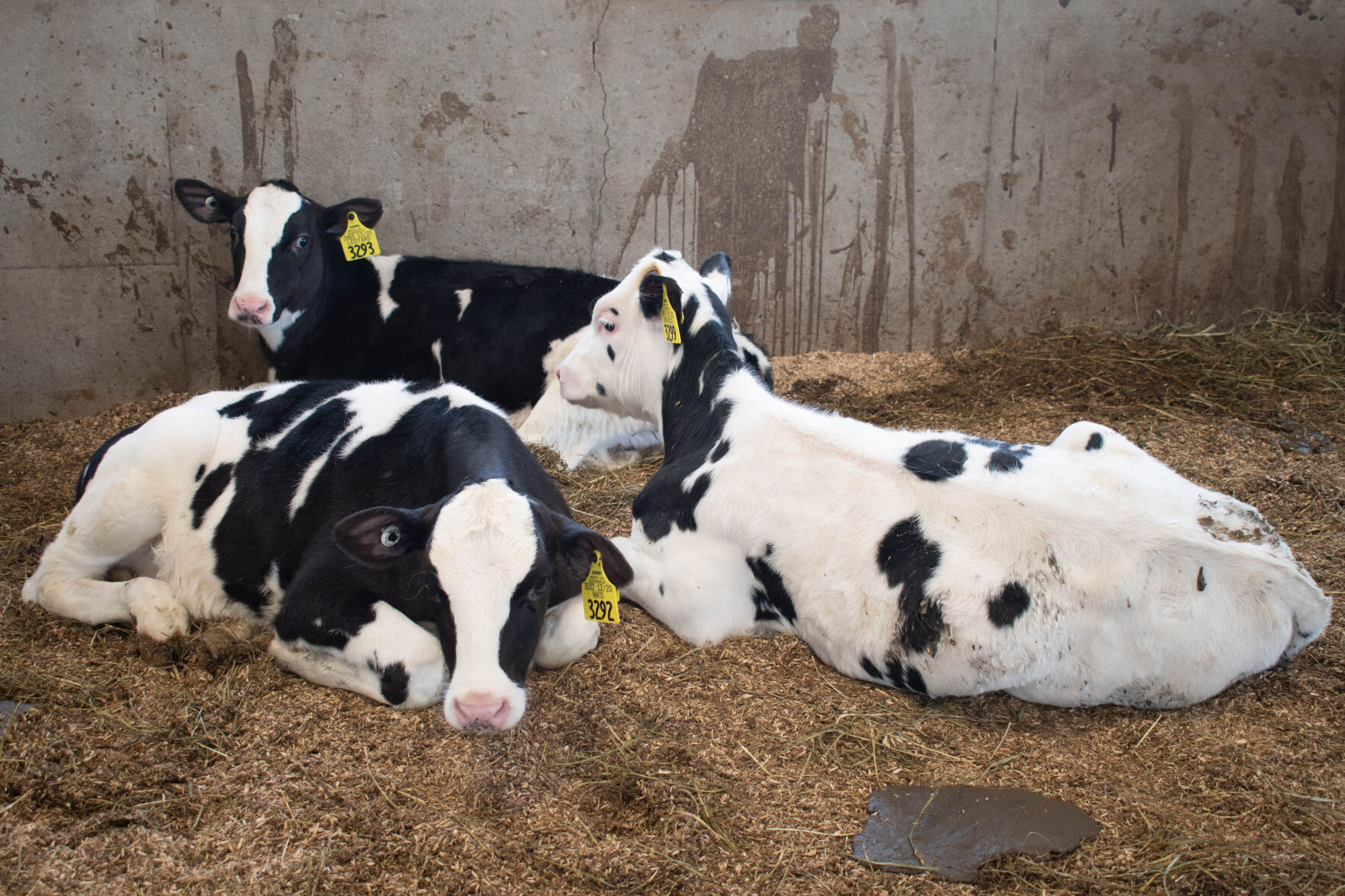 PSU Dairy Farm - Young Calves